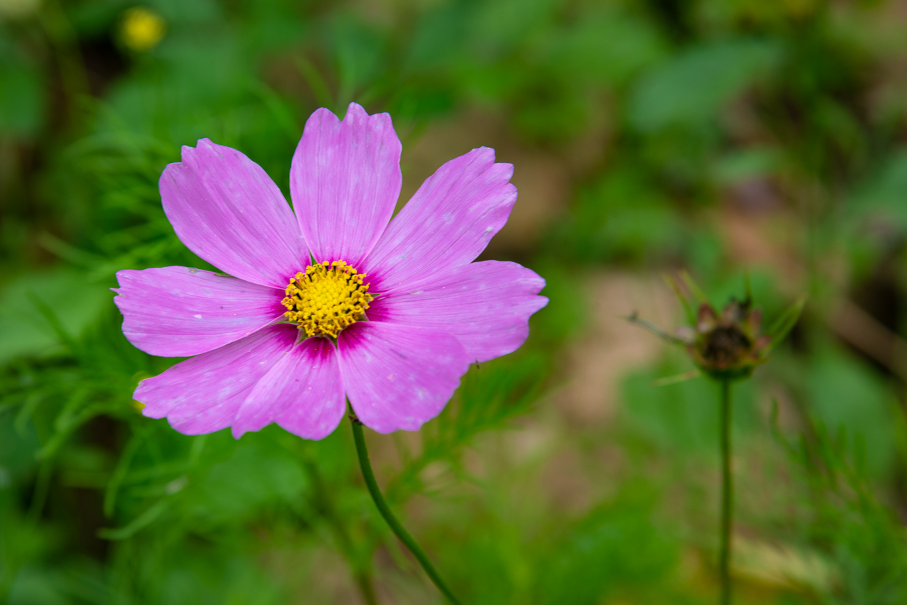 Schmuckkörbchen [Cosmos bipinnatus] auch Cosmea oder Kosmee genannt