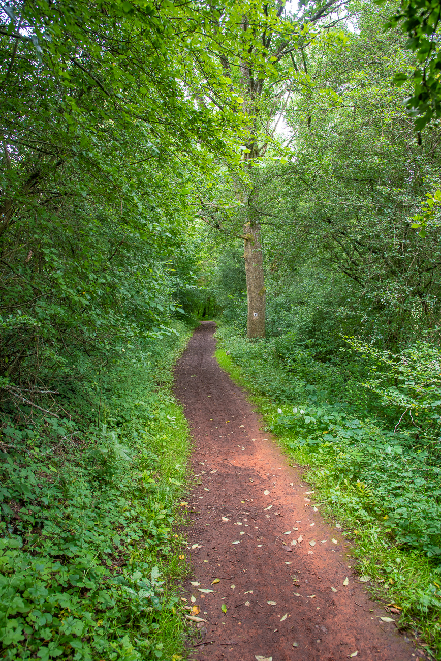 Lange Zeit führt der Weg durch den Wald