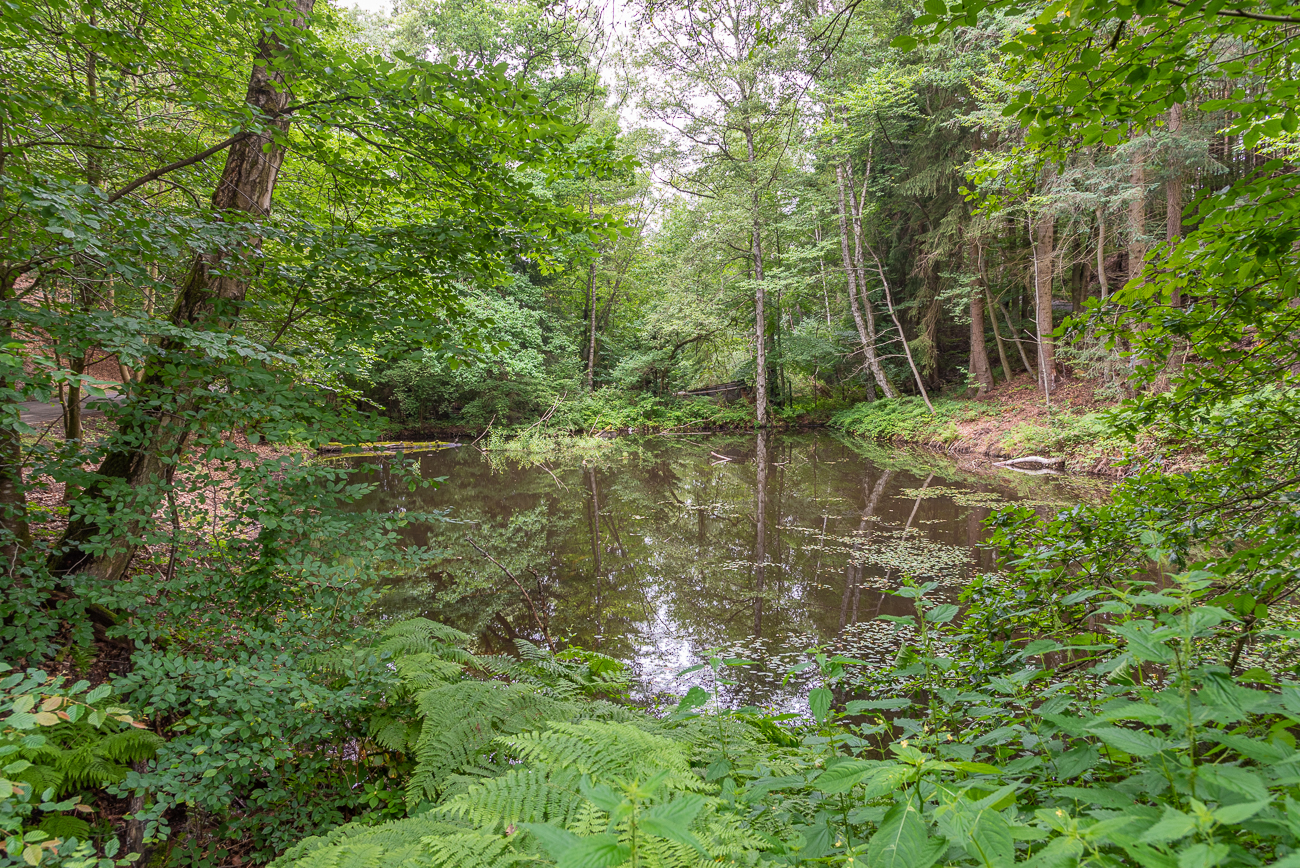 Teich im Wald