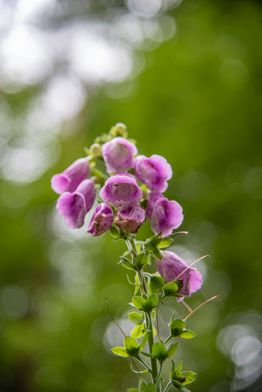 Roter Fingerhut [Digitalis purpurea]