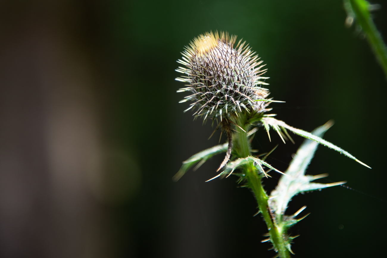 Wollkopf-Kratzdistel [Cirsium eriophorum]