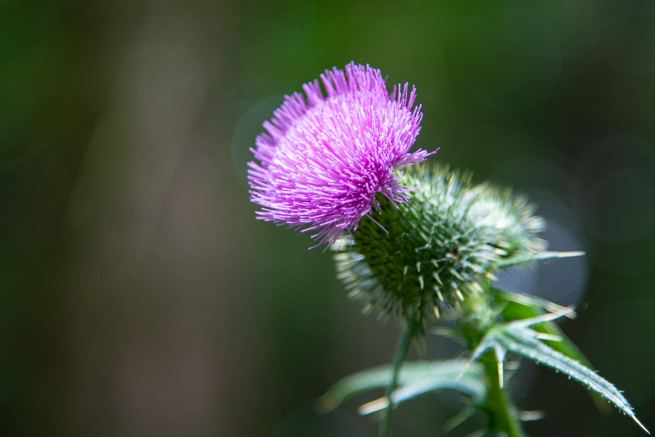 Wollkopf-Kratzdistel [Cirsium eriophorum] in der Blüte