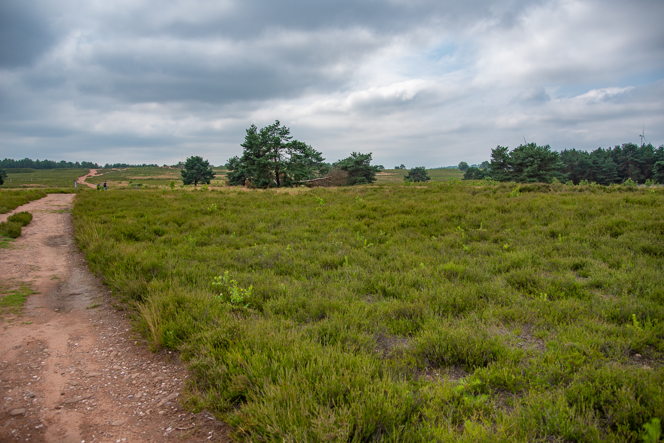 Endlich in der Mehlinger Heide