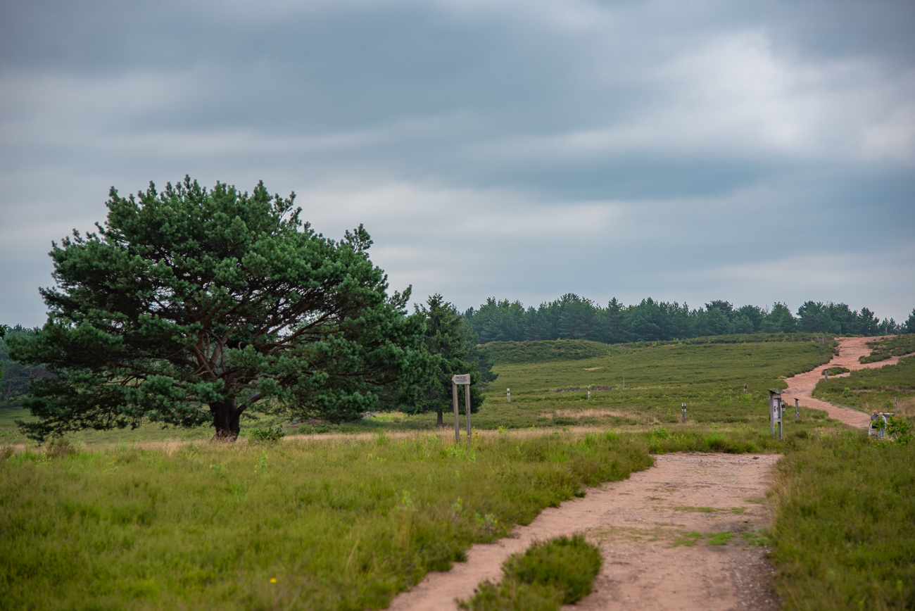 Neben den Heidekräutern gibt es auch Nadelbäume in der Heide