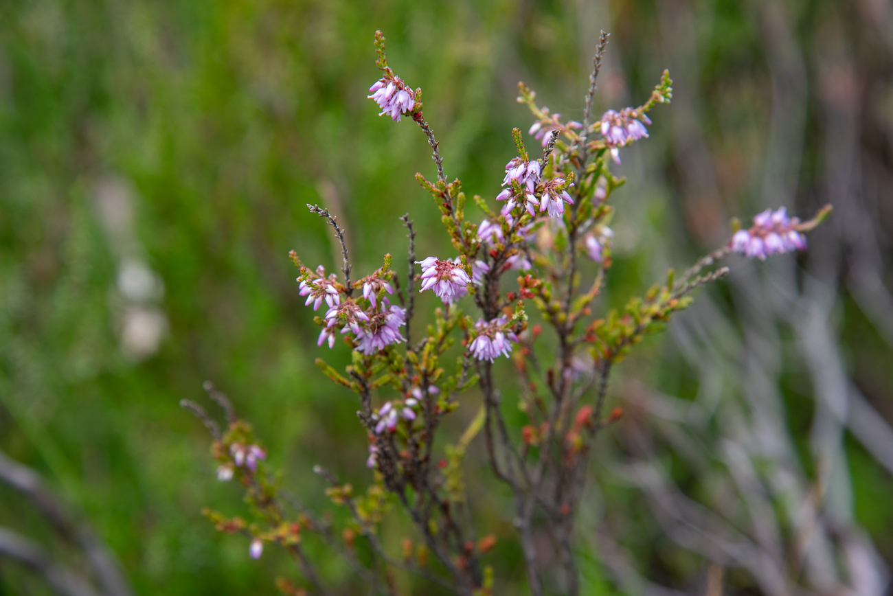 Heidekräuter [Erica], auch Heiden oder Eriken genannt