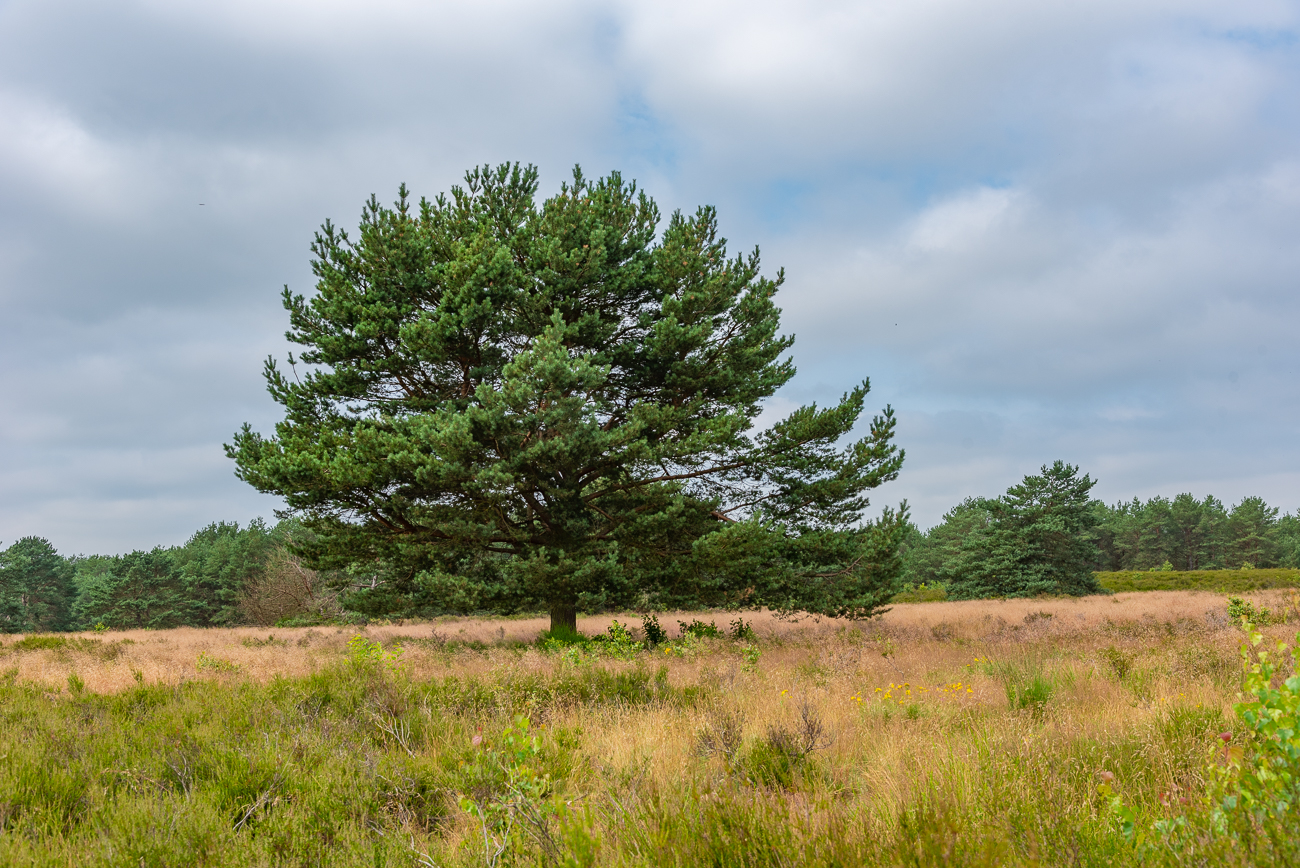 Die Bäume in der Heide sind Singwarten für die Heidelerche und den Ziegenmelker