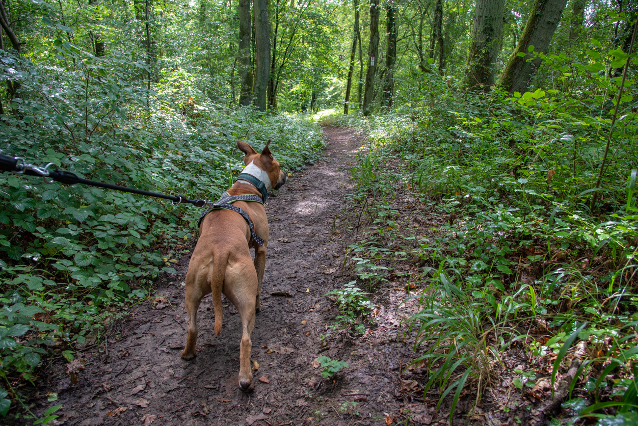 ... mit Hund