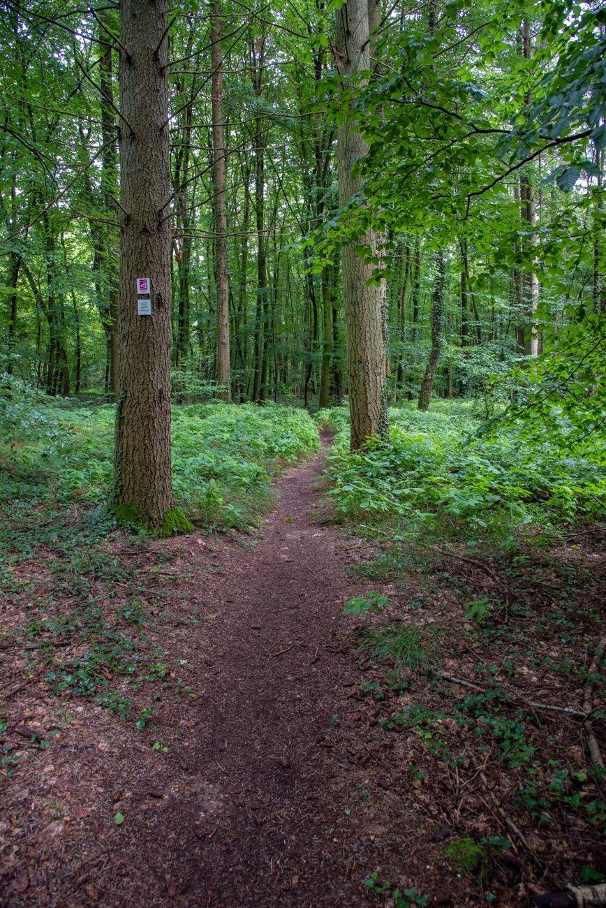 Schöner Waldpfad