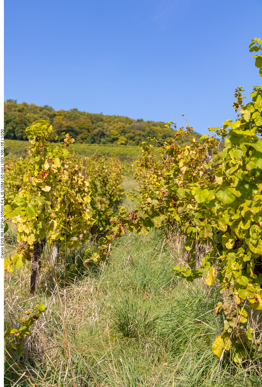 Weinreben
