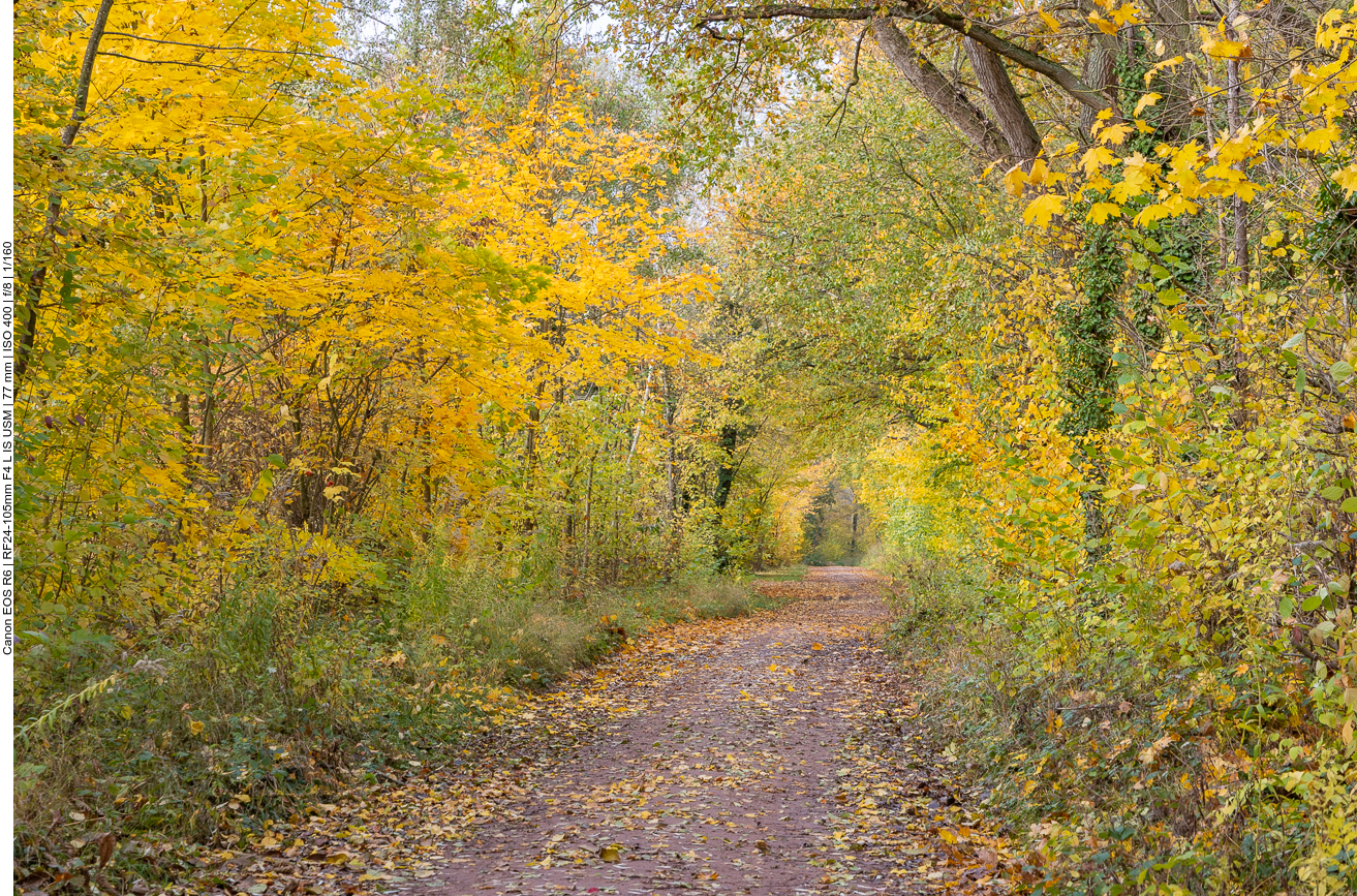 Schöner Herbstwald