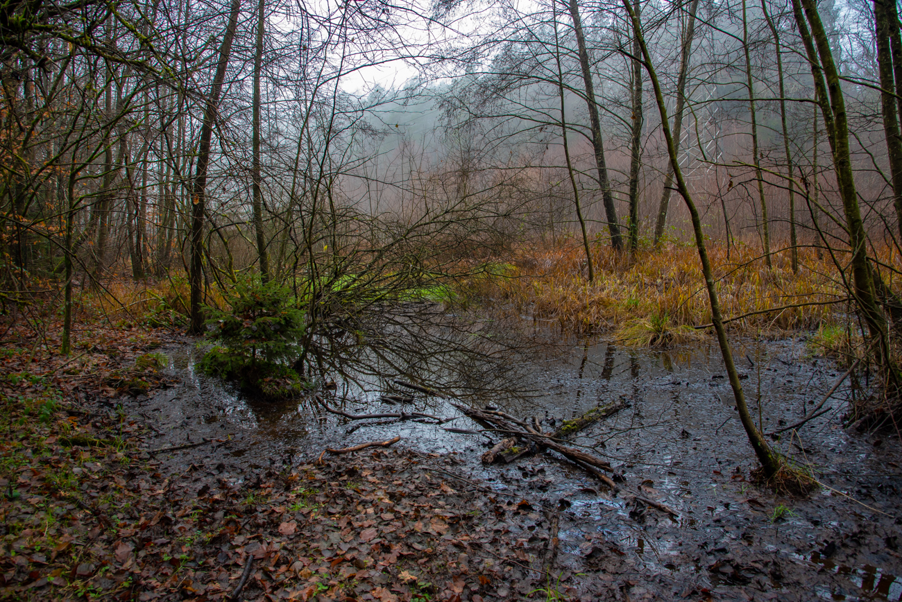 Sumpfgebiet im Tal