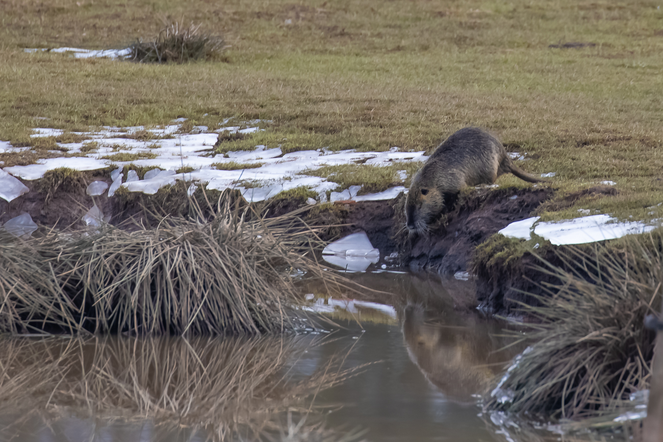 Nutria