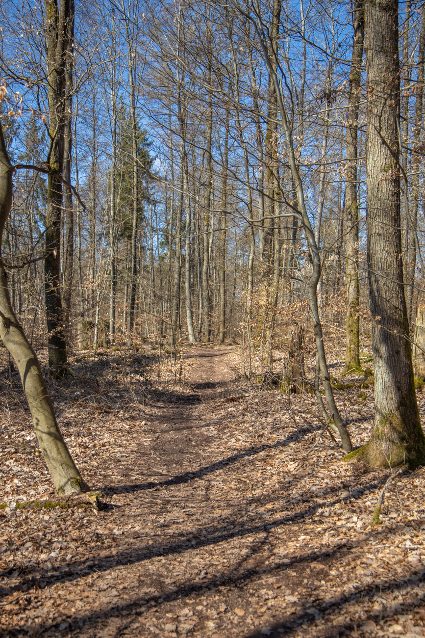Noch fehlt das Laub im Wald ...