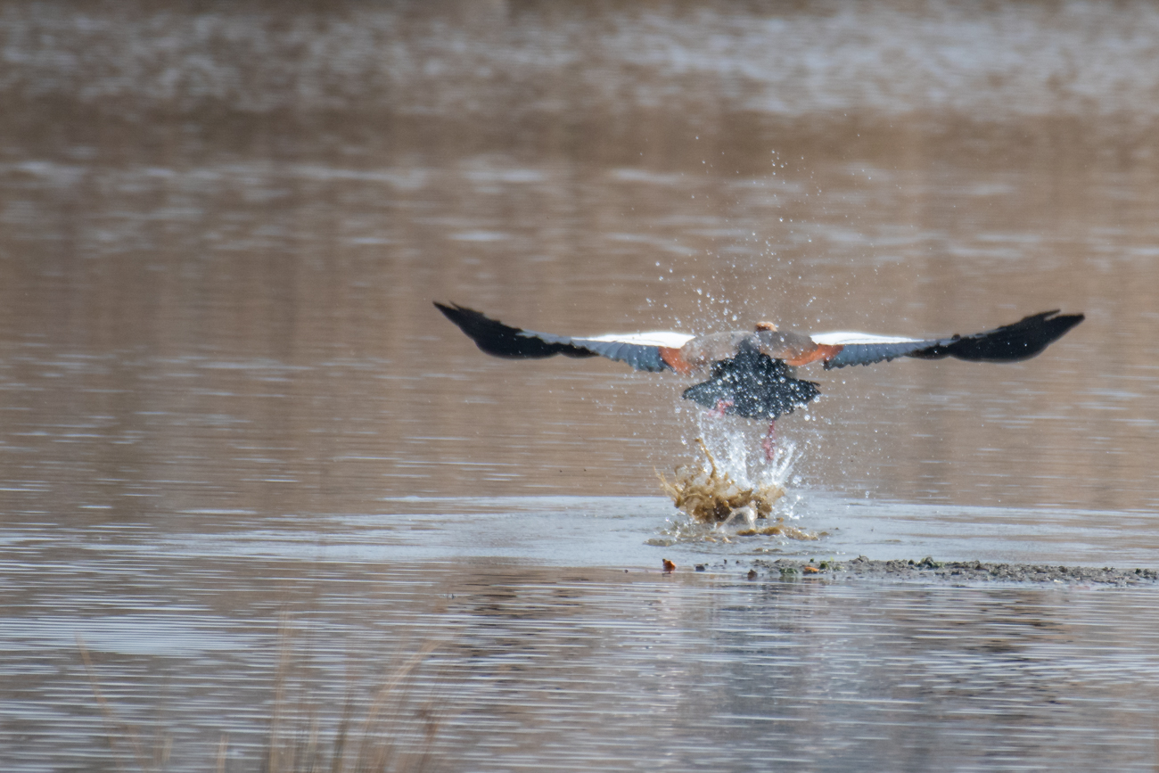 Start einer Nilgans