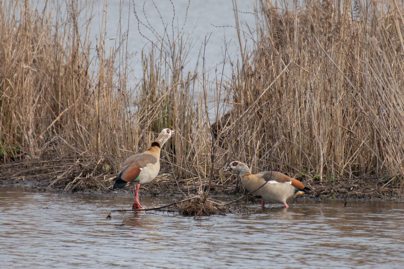 Nilgänse