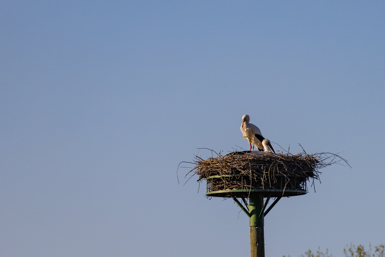 Das Pärchen beim Brüten