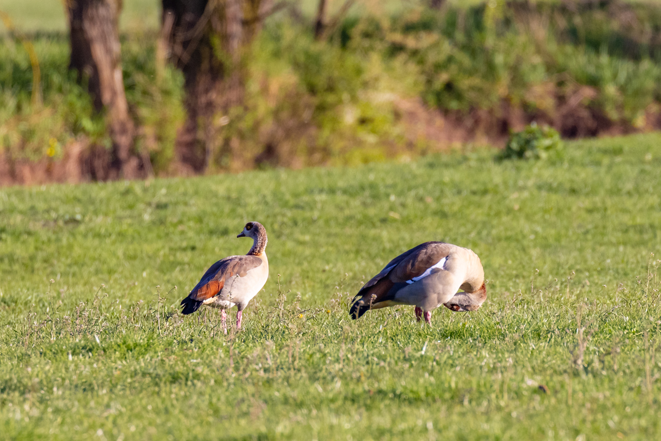 Nilgänse