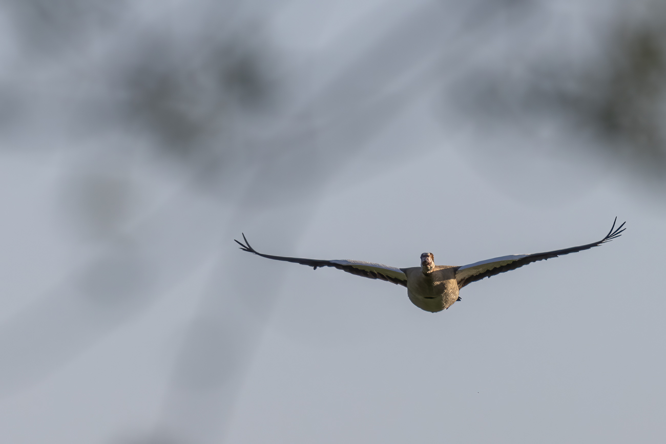 Nilgans im Anflug