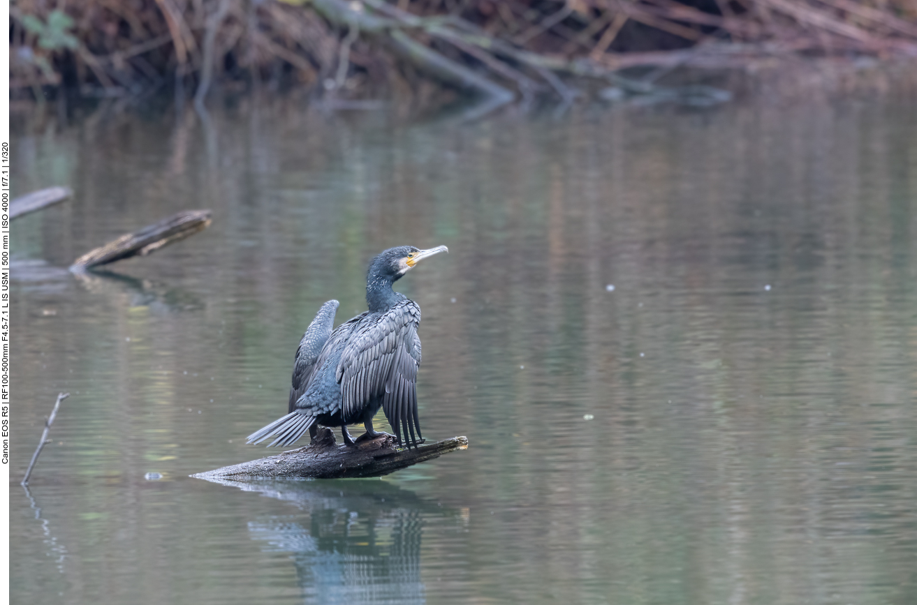 Kormoran
