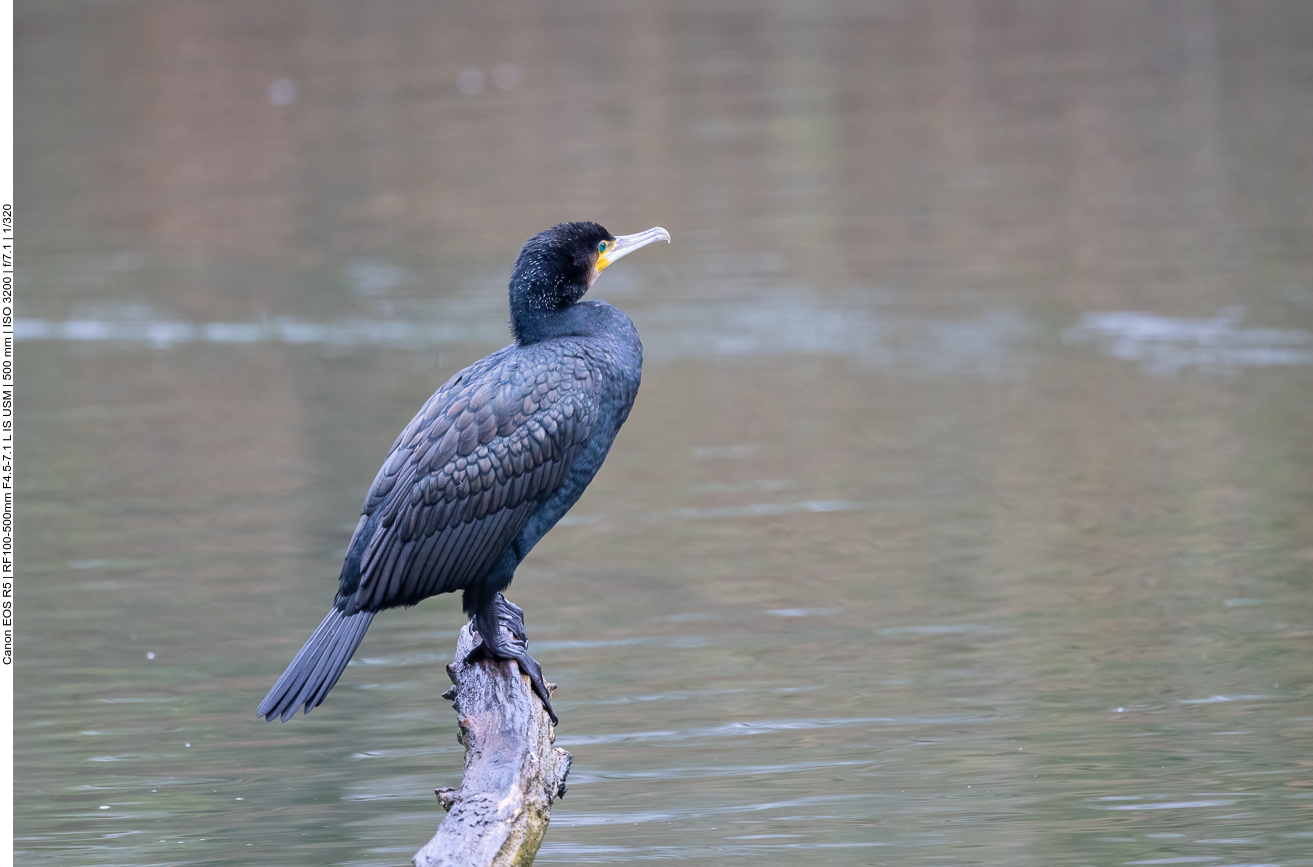 Kormoran