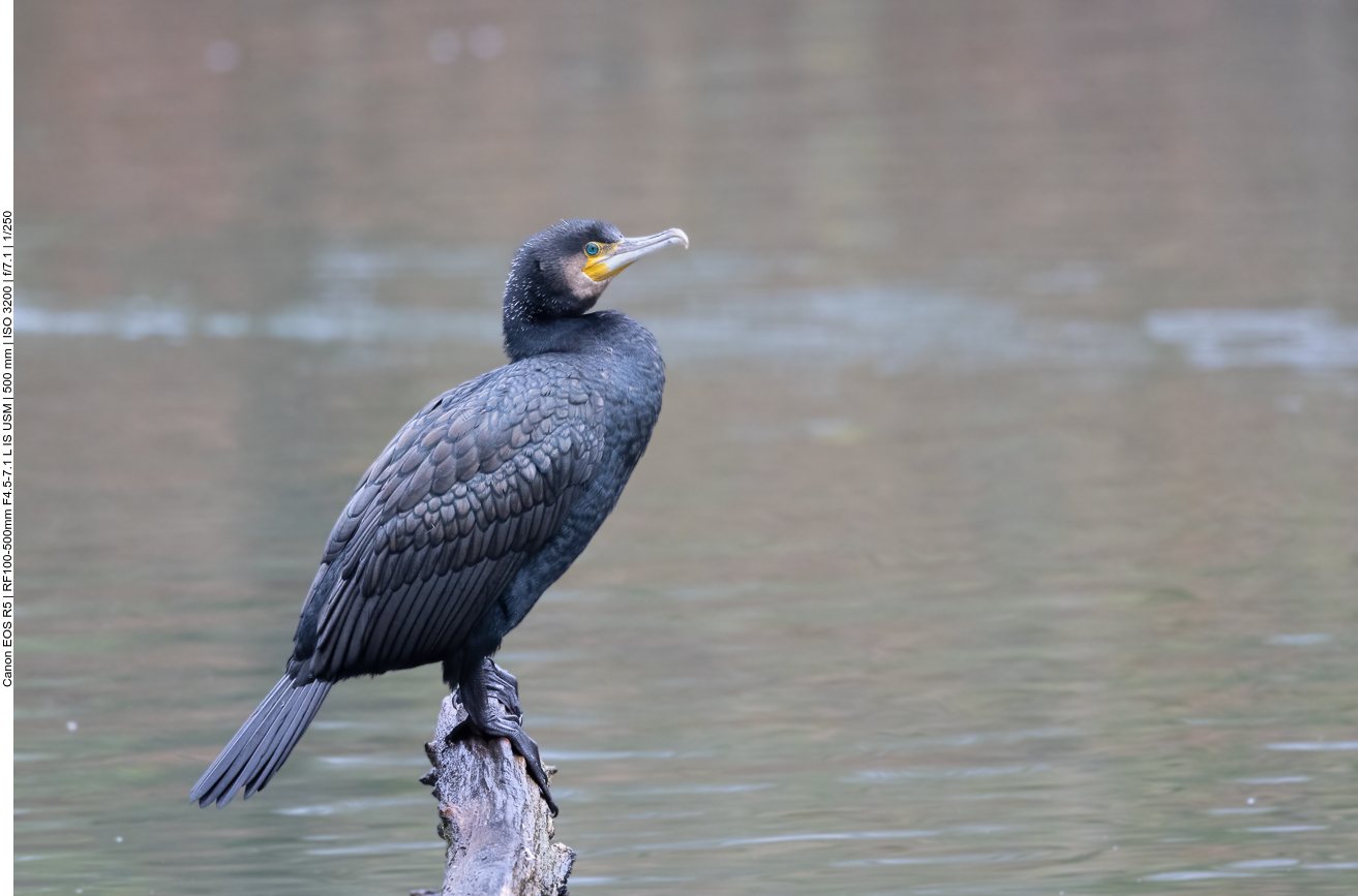 Kormoran