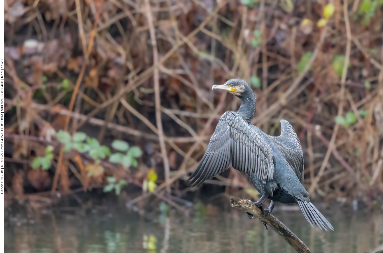 Kormoran