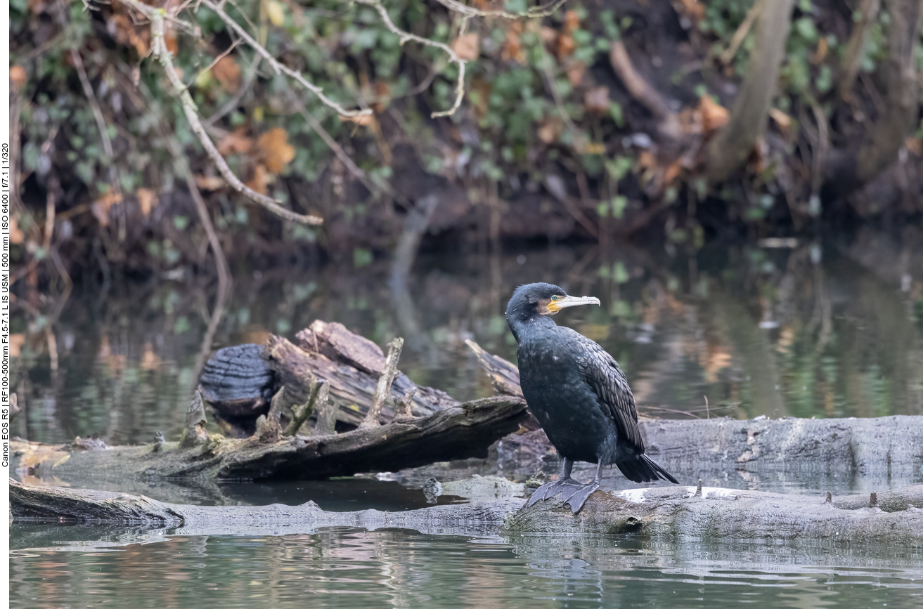 Kormoran