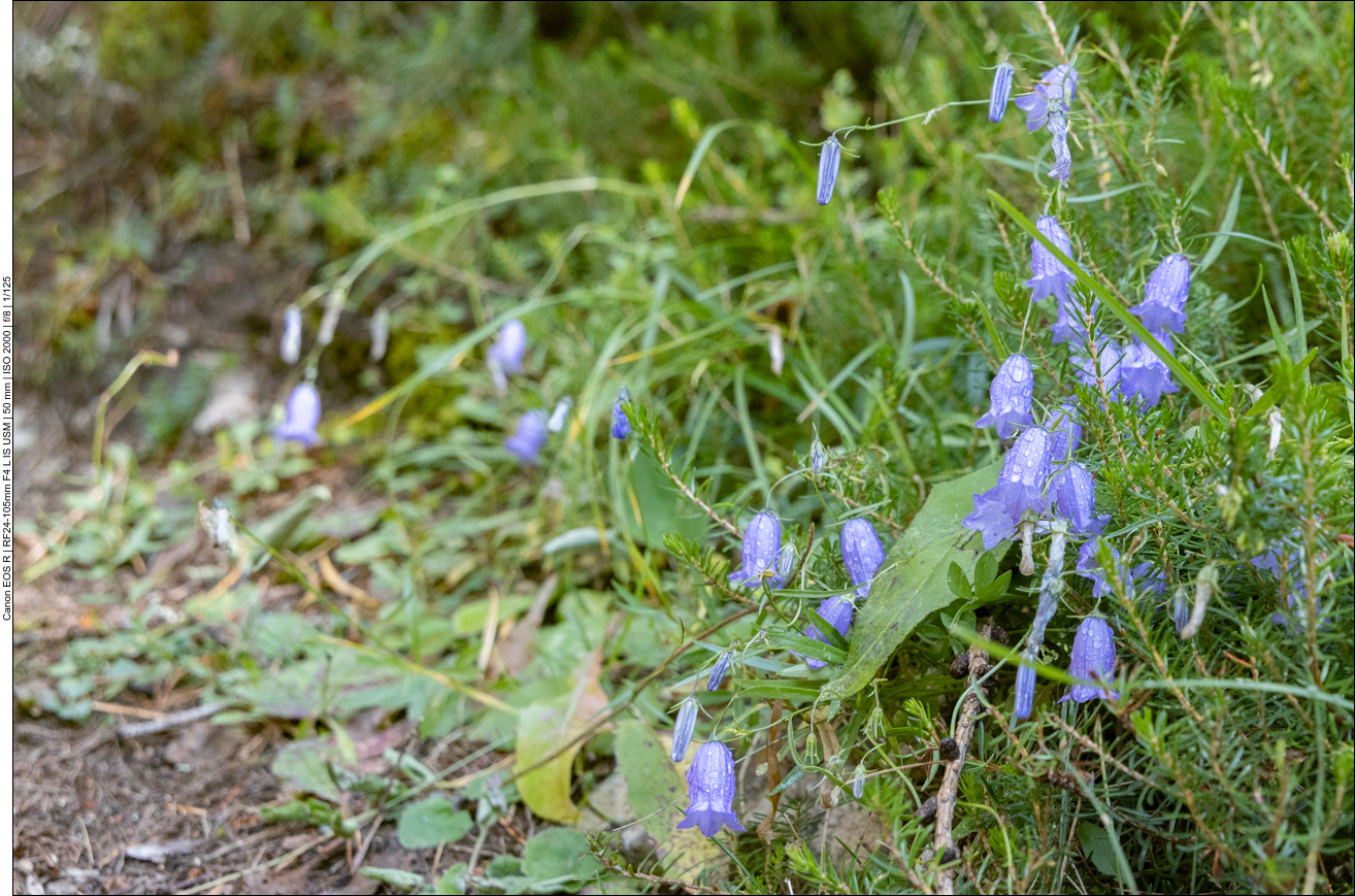 Rundbl&auml;ttrige Glockenblume [Campanula rotundifolia]