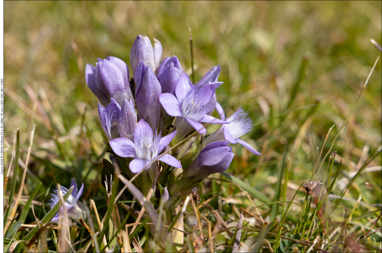 Reich&auml;stger Enzian [Gentianella ramosa]