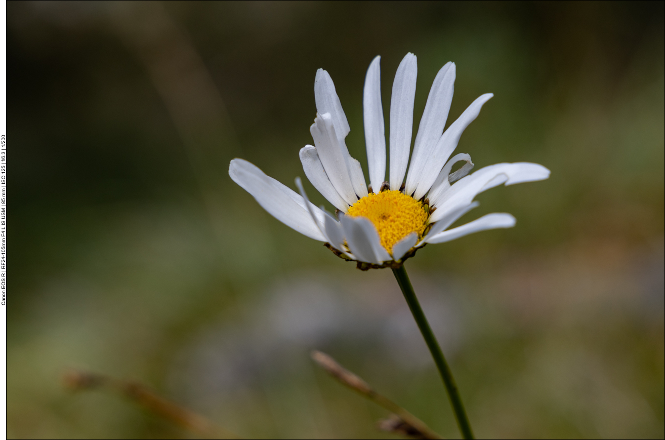 Gew&ouml;hnliche Margerite [Leucanthemum vulgare]