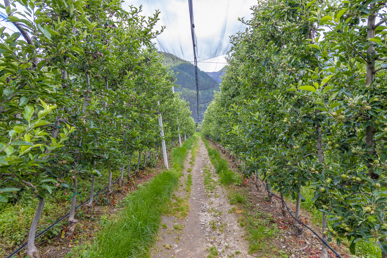 Weg durch die Apfelplantagen