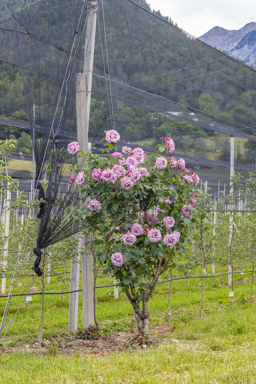 Rosenstr&auml;ucher zur Abwehr von L&auml;usen