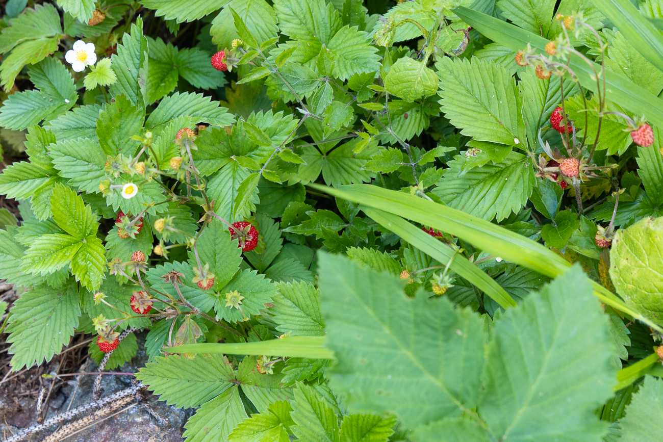 Leckere Walderdbeeren ...