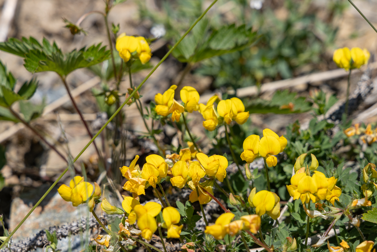 Kronwicken [Coronilla]