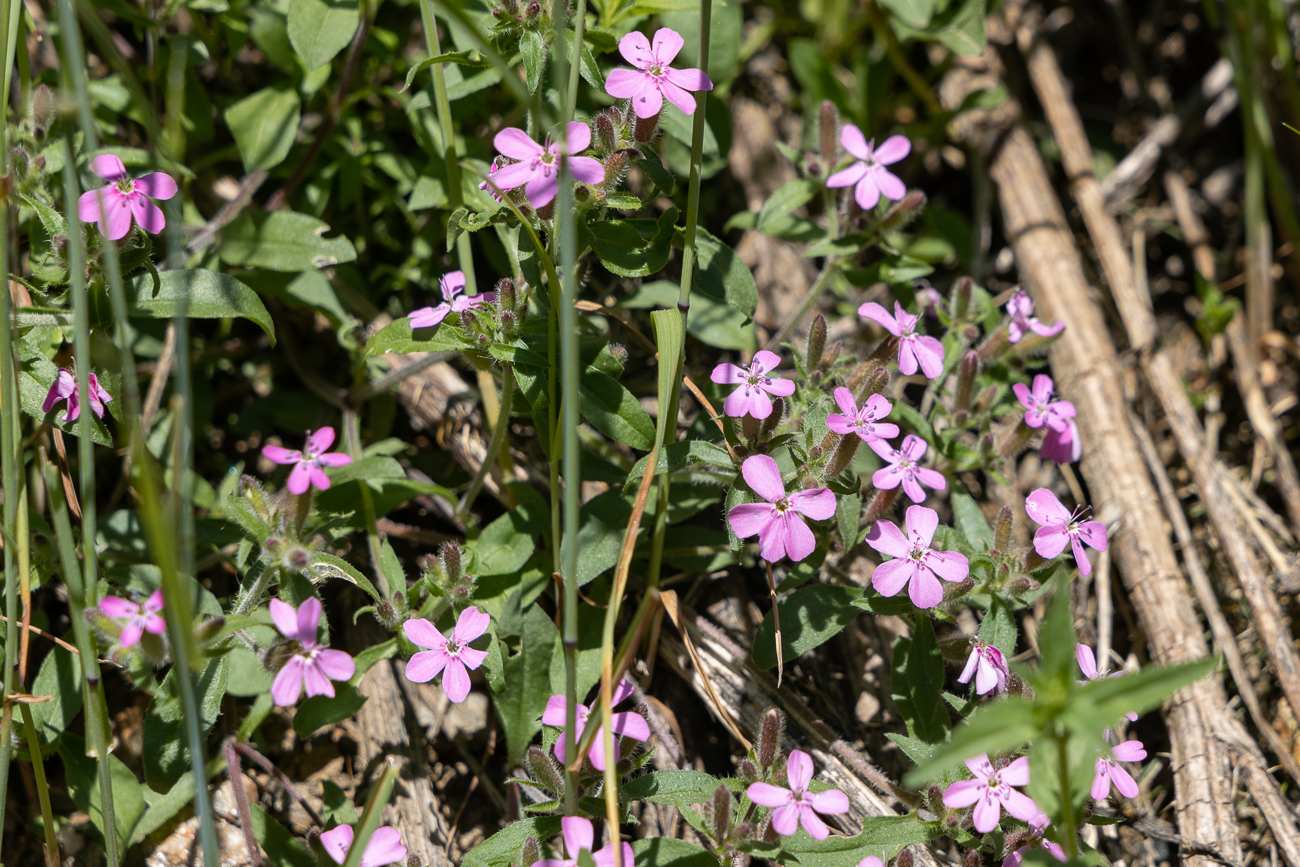 Rot-Seifenkraut [Saponaria ocymoides]