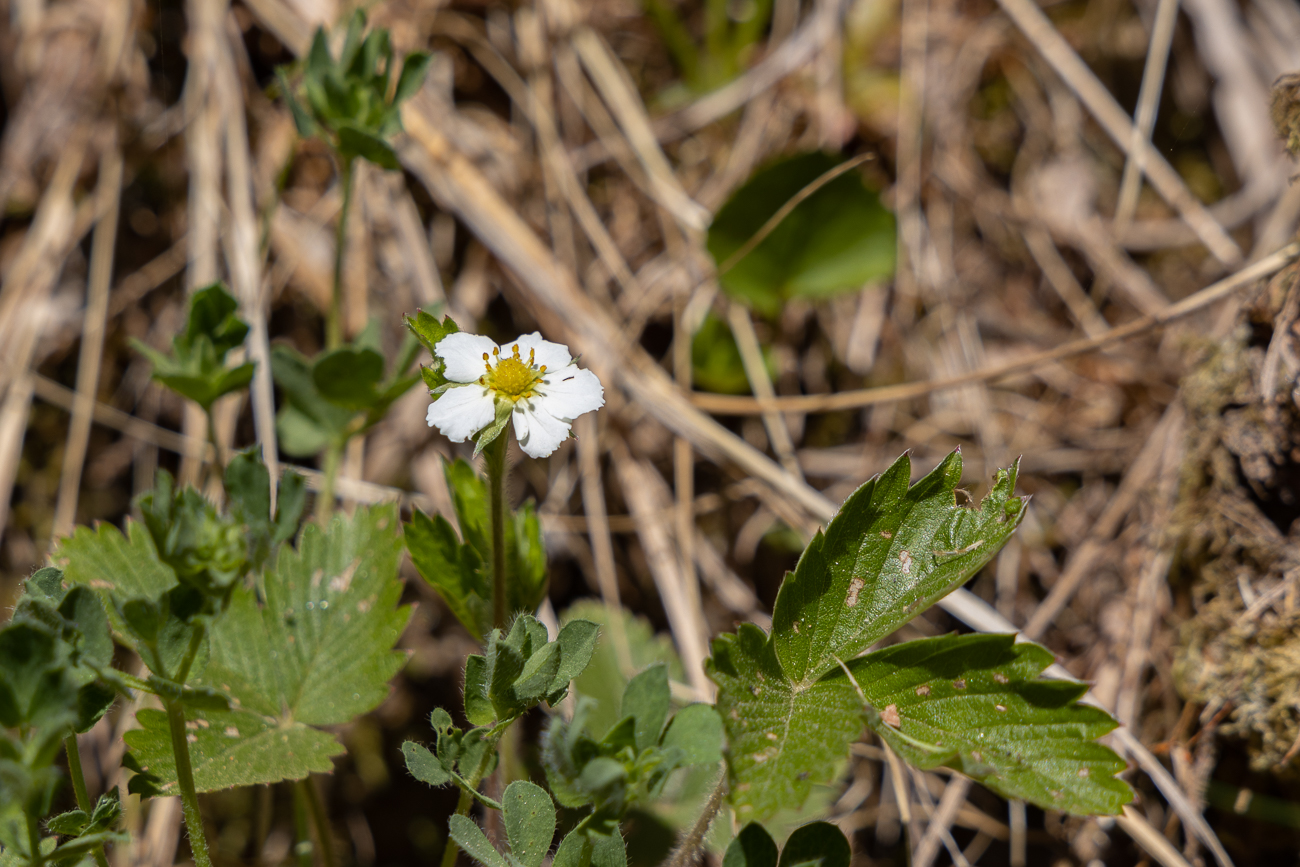 Wald-Erdbeere [Fragaria vesca]