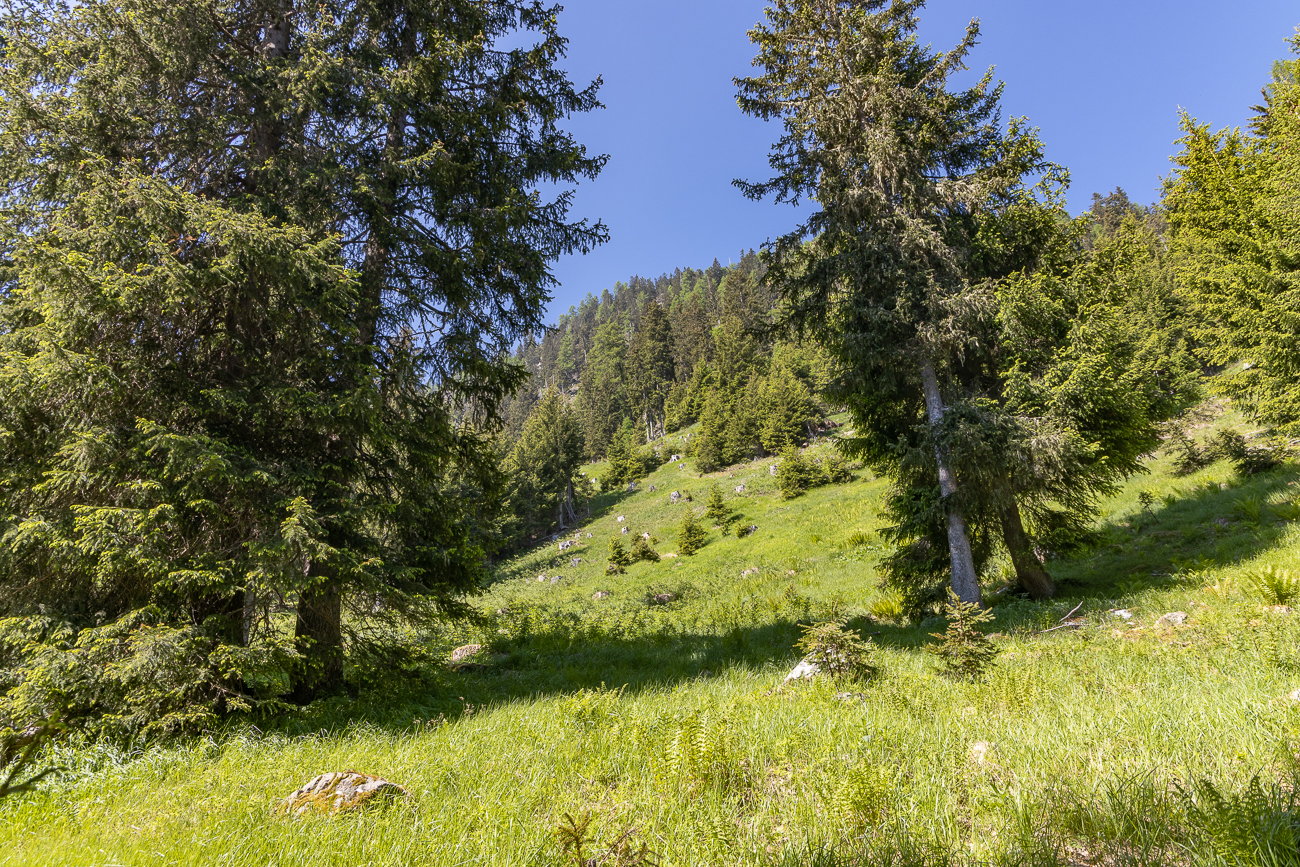Es geht immer weiter die Alm hinauf