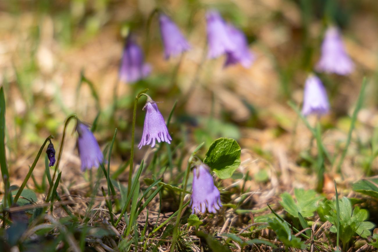 Zwerg-Soldanelle [Soldanella pusilla], auch Zwerg-Alpengl&ouml;ckchen genannt