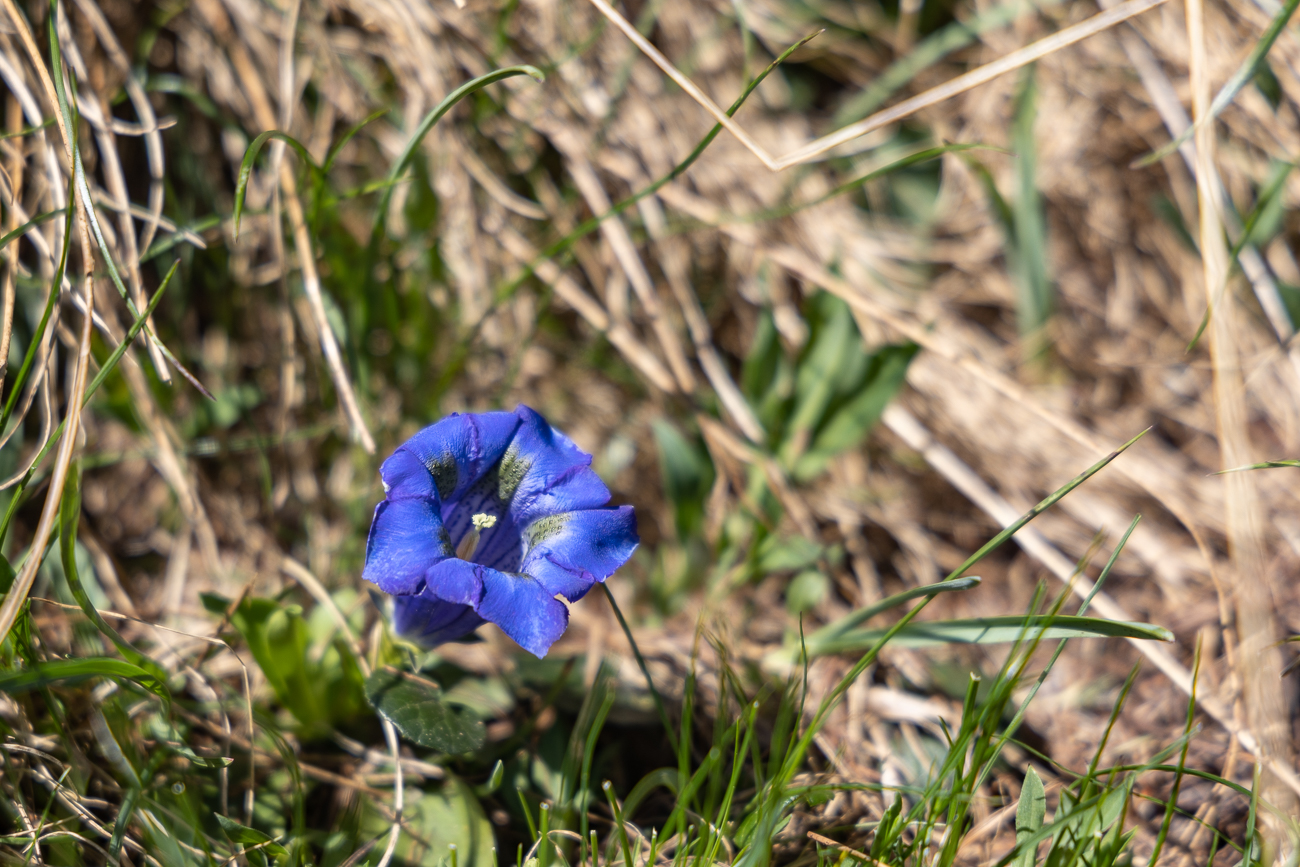 Schmalbl&auml;ttriger Enzian [Gentiana angustifolia]