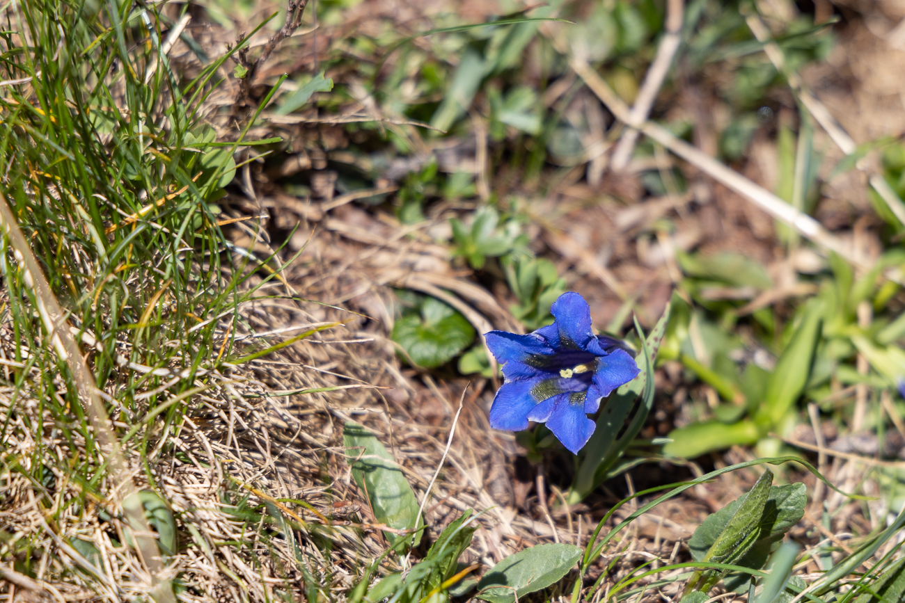 Schmalbl&auml;ttriger Enzian [Gentiana angustifolia]