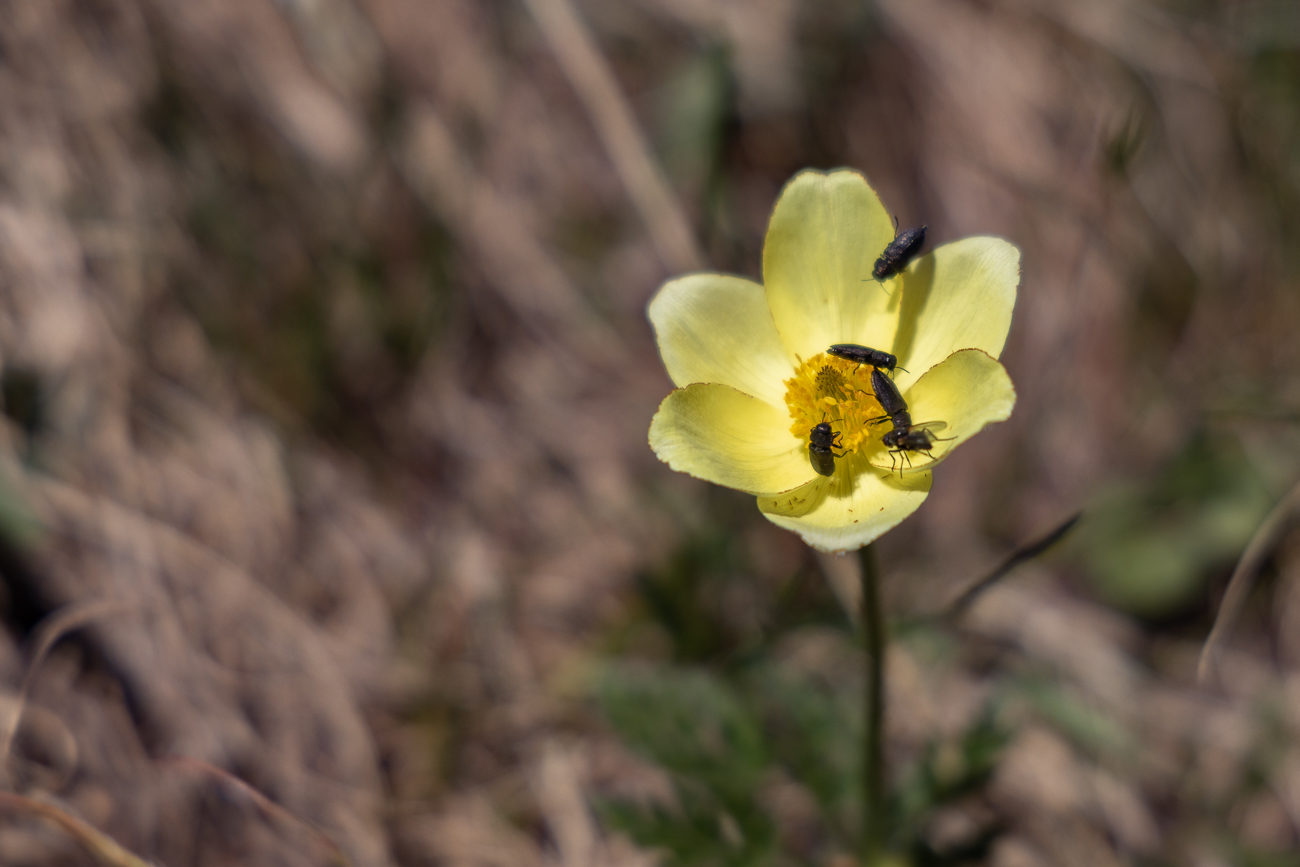 Dieses Exemplar hat gerade viel Besuch