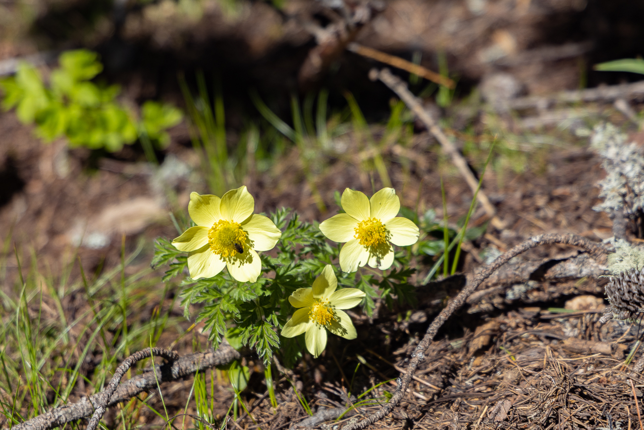 Alpen-Kuhschelle oder Alpen-K&uuml;chenschelle [Pulsatilla alpina], auch Alpen-Anemone genannt