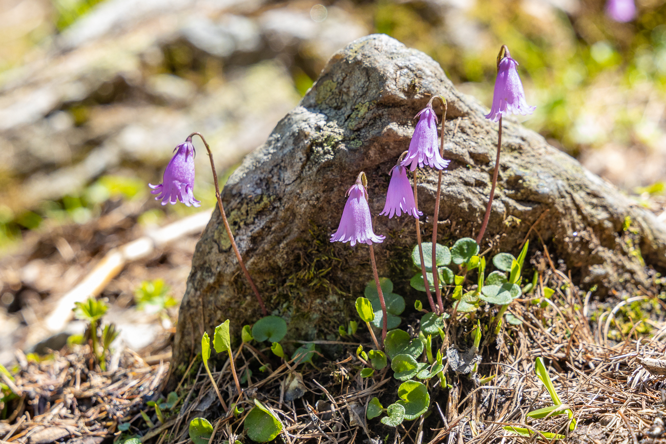 Zwerg-Soldanelle [Soldanella pusilla], auch Zwerg-Alpengl&ouml;ckchen genannt