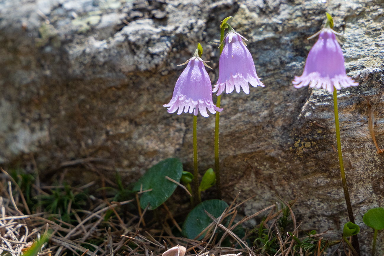 Zwerg-Soldanelle [Soldanella pusilla], auch Zwerg-Alpengl&ouml;ckchen genannt