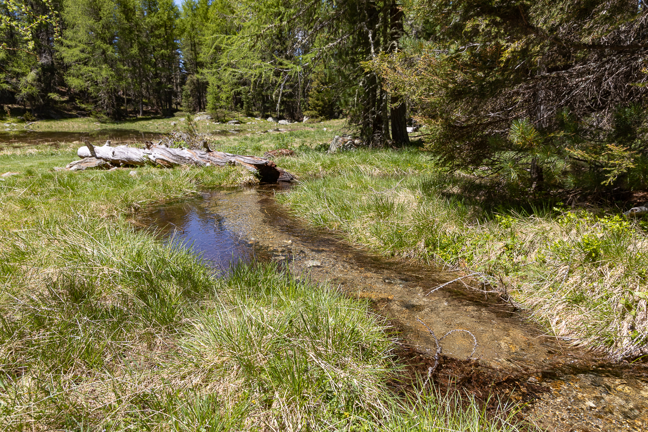 &Uuml;berquerung des Hochmoors 