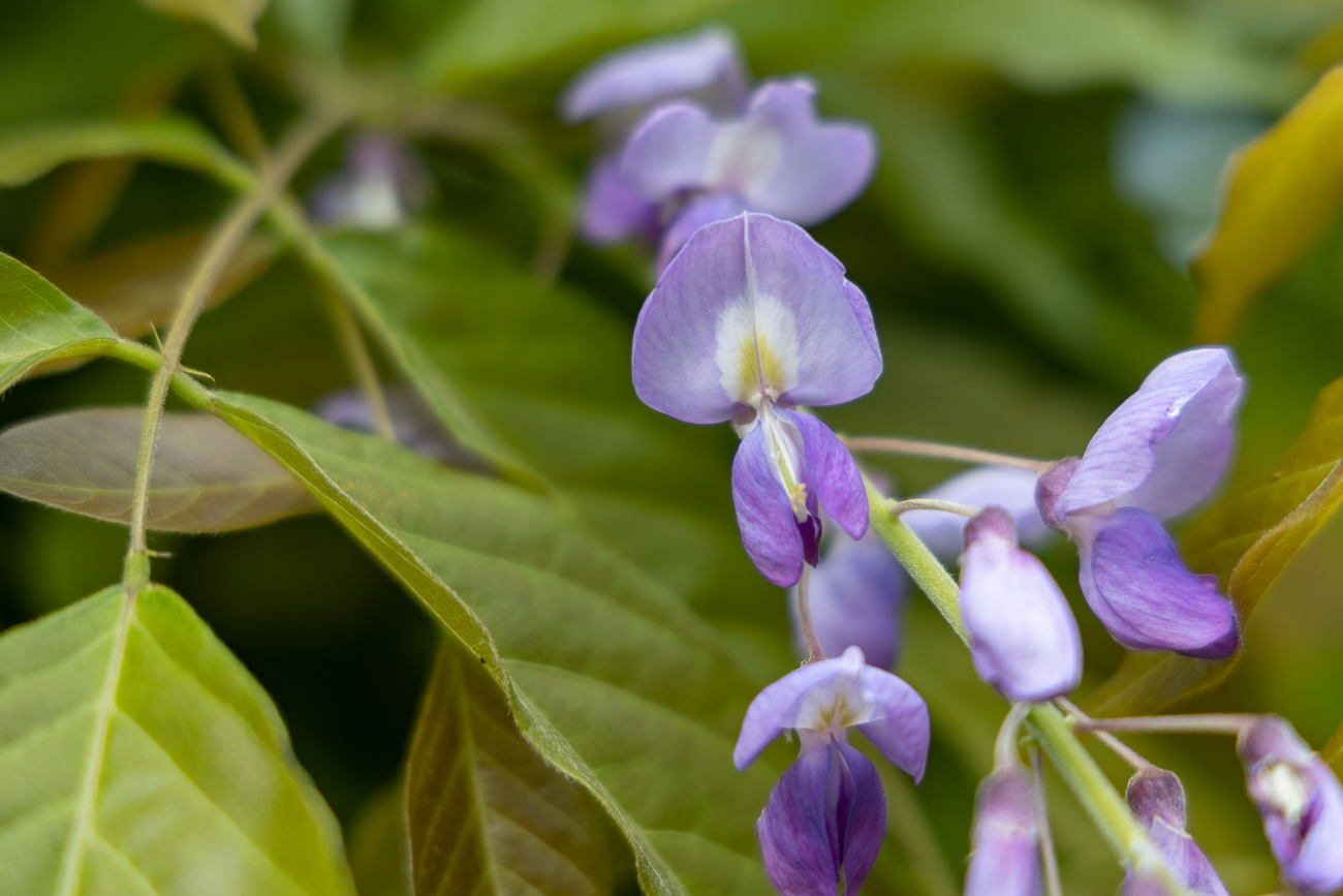 Blauregen [Wisteria]