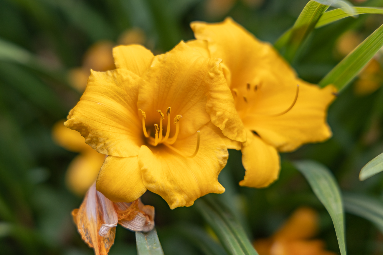 Gelbe Taglilie [Hemerocallis lilioasphodelus]