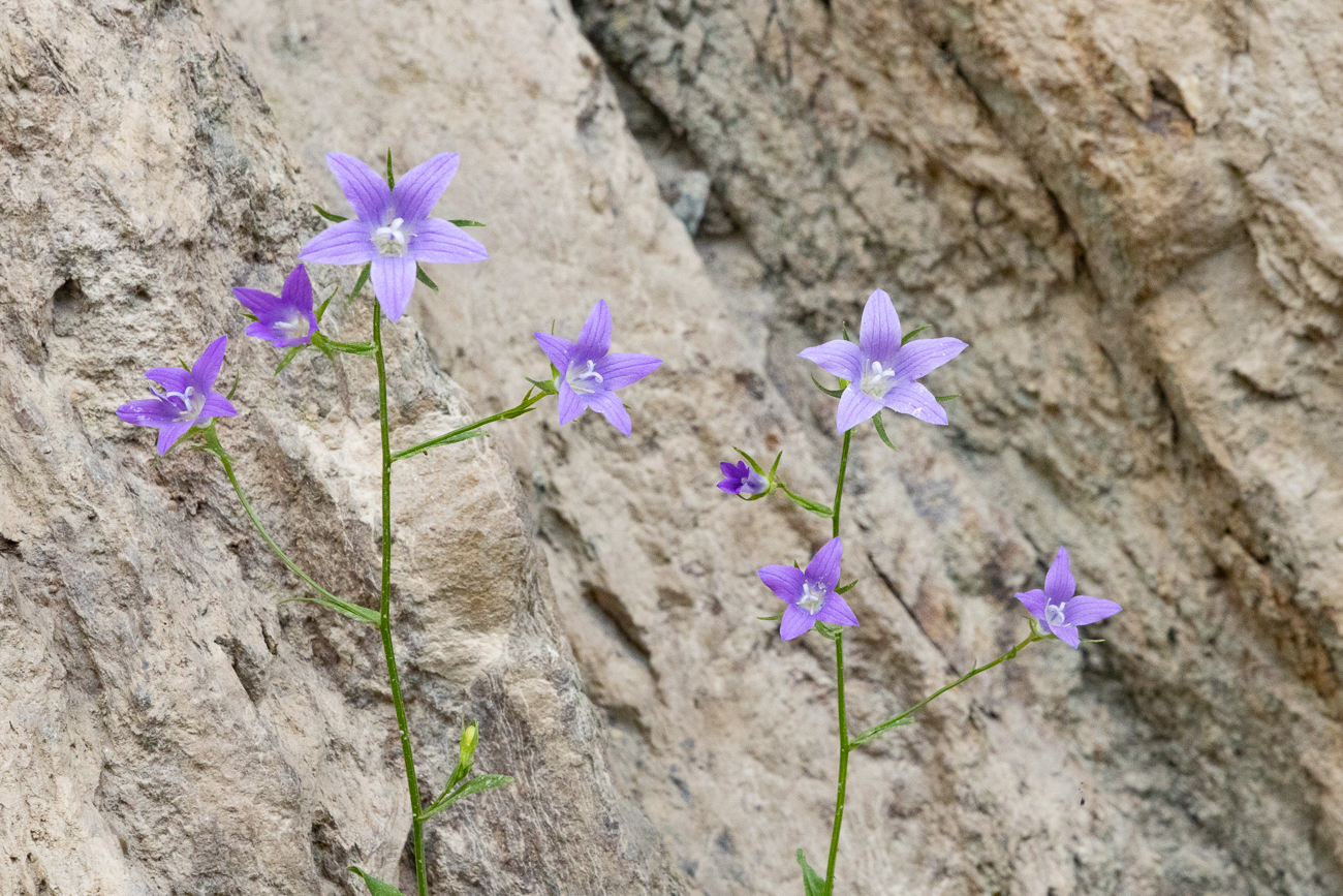Wiesen Glockenblume [Campanula patula]