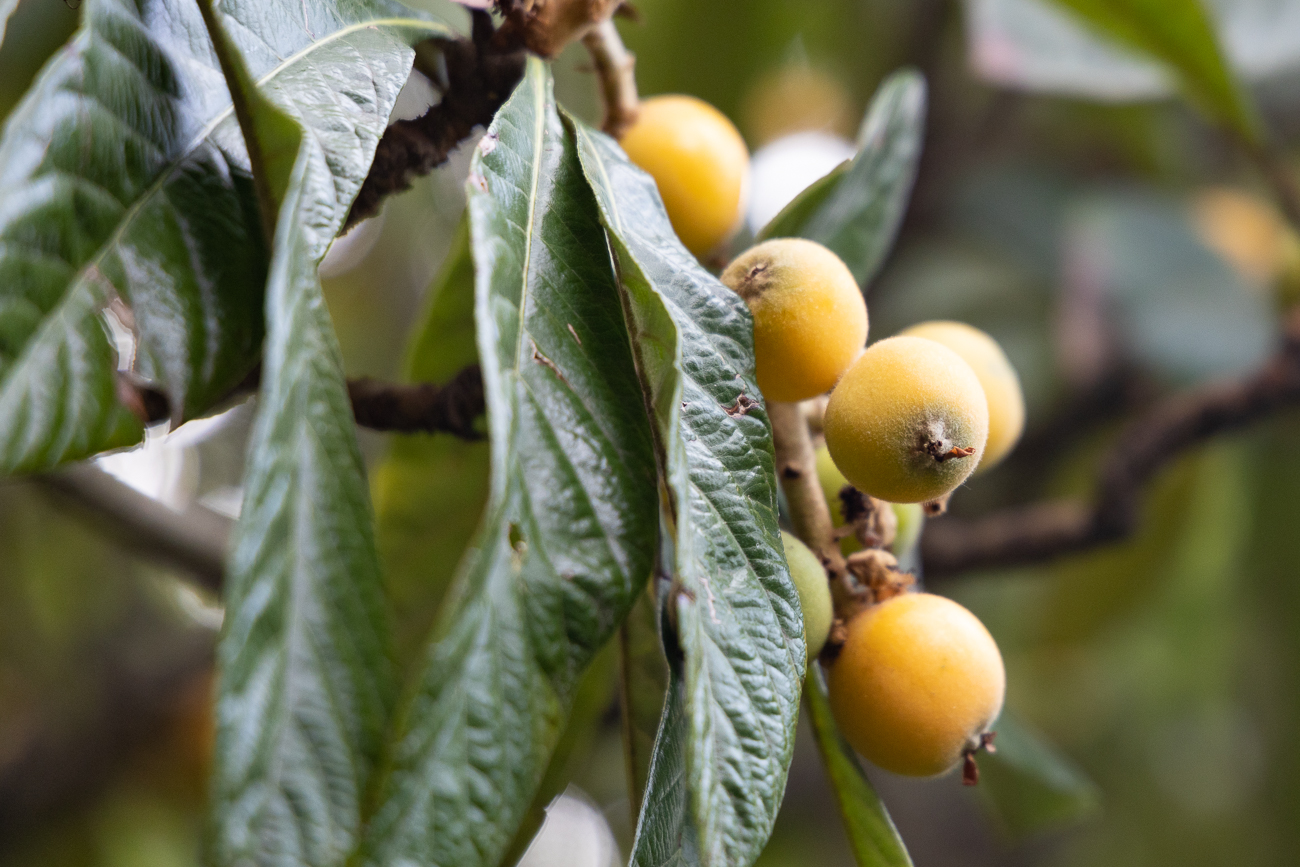 Japanische Mispel [Eriobotrya japonice]