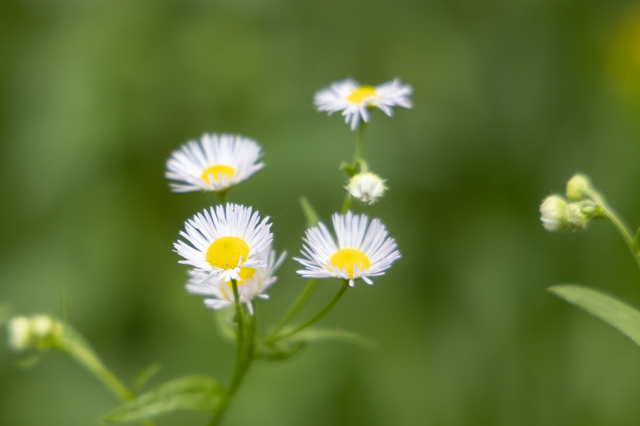 Einj&auml;hriges Berufkraut [Erigeron annuus]